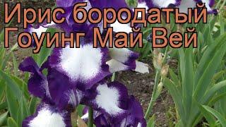 Ирис бородатый Гоуинг Май Вей (iris)  обзор: как сажать, рассада ириса Гоуинг Май Вей