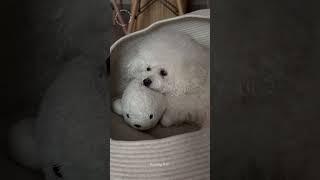 Лежанка "пони-хони