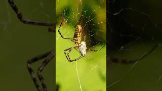 Shocking Facts about Spider Webs #spiderweb #facts #nature