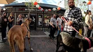 Cash 2.0 Great Dane in Little Tokyo downtown Los Angeles 18