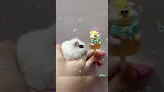 хомяк Снежка и мармеладка