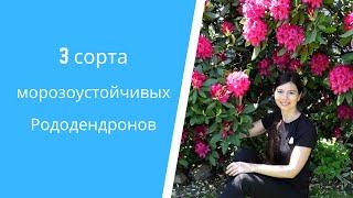 Украшение сада - вечнозеленые рододендроны: уход, удобрение, мульчирование