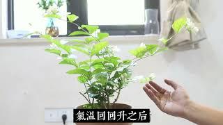 茉莉花快养死了怎么拯救？