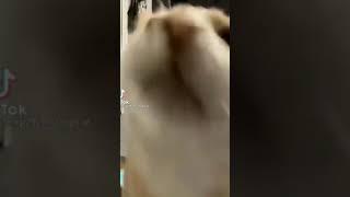 Discord cat