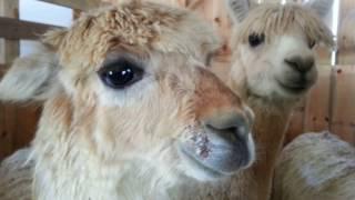 Sweet sounds of an Alpaca