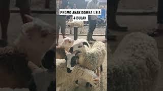 Promo anak domba garut  usia 4 bulanan bobot 13-15kilo harga termurah