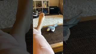 Yum’s Dance Moves Sync up to Billy Jean #yumyumthetiel #bird #cockatiel #parrot #pet #cute