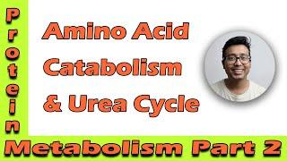 Amino acid catabolism and Urea cycle.