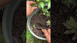 Balcony planting tips for planting flower growers Green plants Potted plants