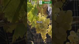 Grape Farming under 60 seconds | Farm to Table  #grape #grapefarming #fruit #farming #shorts
