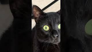 Kira the cat and Lord of the rings ️ #cat #kiratheyogurtcat #lotr #lordoftherings #eye #funny