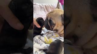 My Frenchie Had BABIES! Welcome Envy’s Puppies  #puppy #puppies #frenchbulldog #pets #shorts