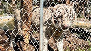 Robb's Friday Afternoon Visit to Kowiachobee Animal Preserve in Naples, FL