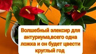 Чем подкормить антуриум, чтобы цвела круглый год.#антуриумуход#цветыдлядома #антуриум#anturium