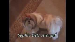 Shih tzu dog having a running fit.