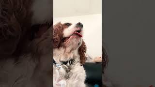 The funniest dog video everListen to me now 