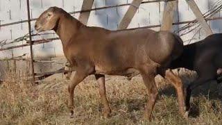 Sotiladi Andijonda +998887009033 | Rams for sale