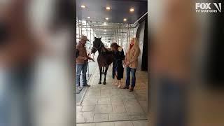 Horse pees on Rosanna Scotto during Good Day New York