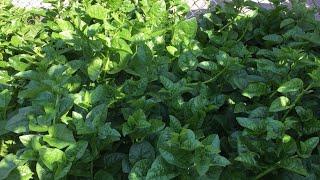 Vegetable Garden Part 2 By Razia’s Cooking Studio| The Best Vegetable Garden|