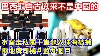 水客走私兩千隻龜入珠海被捕 兩地牌司機判監九個月 ! 屬內地首宗非法引進外來入侵物種罪判例