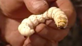 Aboriginal Witchetty Grubs & Honey Ants | Ray Mears Extreme Survival | BBC Studios