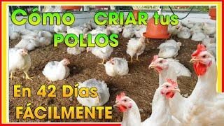 HOW to raise broilers in 42 days ǀ Ing Jannin Hernández Blandón