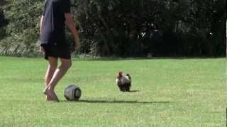 Chicken playing soccer