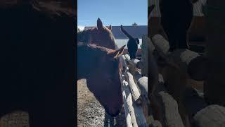 All around we go!  #horse #ranch #horsemanship #ranchlife #grandlakecolorado #colorado #lake