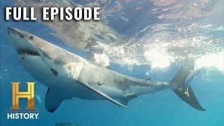 Monster Sharks: Ocean's Deadliest Killers | MonsterQuest (S4, E1) | Full Episode