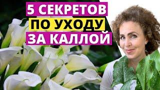 Вырастить КАЛЛУ легко! Секреты ухода за Каллой.