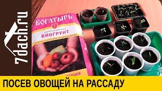 Как посеять на рассаду 4 главных овоща: томат, перец, баклажан и огурец - 7 дач