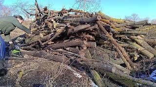 I Have Hit The Firewood Jackpot
