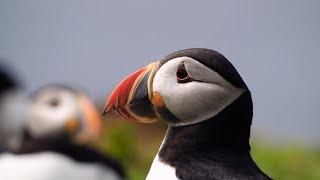 Puffin Mania