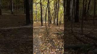 Wow look at the leaves!!! Mini bike fall rip in the woods.