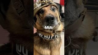 Why Sabi the Special Forces Dog Was MIA in Afghan Wilderness?