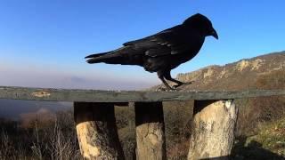 Замедленная съемка, черные вороны/Slow motion Sony as15. Black crows.