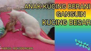 Anak kucing bermain dengan kucing dewasa scarlet vz naruto@ HANSIL MOKODONGAN