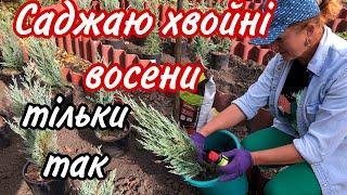 Осінь.Саджаю ялівці.Вкорінюються ШВИДКО!Підживлення при посадці.Захист від шкідників.Грунт .