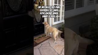 Neighbor Installs Doorbell For Her Daily Dog Visits