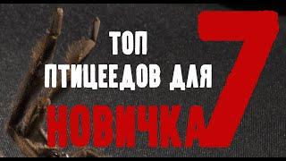 ТОП 7 ПТИЦЕЕДОВ ДЛЯ НОВИЧКА