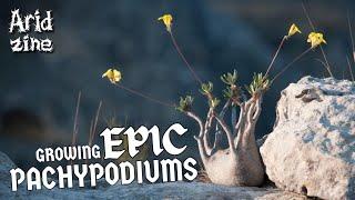 Growing Pachypodiums: Gnarly spines, bottle trunks and stunning flowers