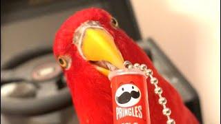 Red birbHelp yourself to more PRINGLES