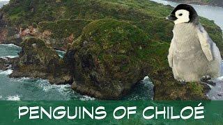 PENGUINS OF CHILOÉ ISLAND IN CHILE (S3E6) HD