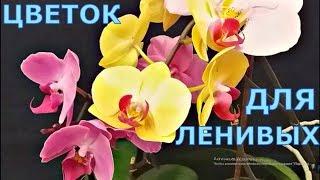 ОРХИДЕИ ЦВЕТУТ КРУГЛЫЙ ГОД!