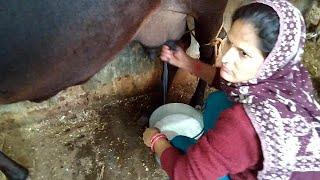 Cowmilking | Cow Milking by Hand Village |Ritu Babli vlogs