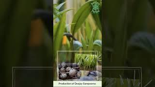 Production of Deejay Sampoorna - Hybrid Coconut Seedling
