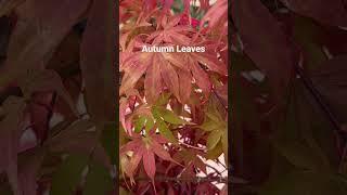 #autumn #autumnleaves #newzealand  #nz 