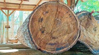 sawing old acacia logs full of dense fibers into cheap quality planks at the sawmill