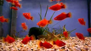 Red Mickey Mouse Platy @ Sweet Knowle Aquatics