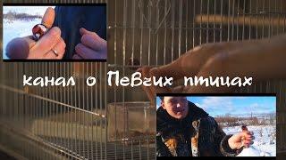 Охота за Голосами - Заставка ,Жду на своем Канале Коллеги